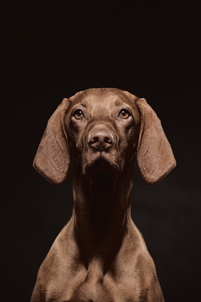animals, vizsla, nature, hunting dog, portrait